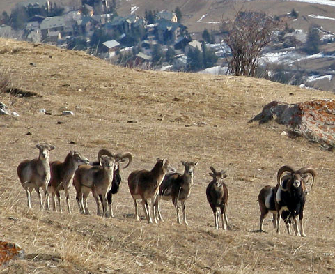 Mouflons