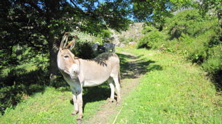 IMG_1063_1